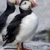 puffin_atlantic_msi_v_1175_can0795.jpg